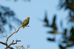 Amazona brasiliensis