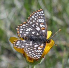 Euphydryas anicia bernadetta