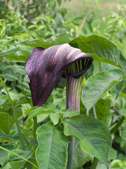 Arisaema serratum atropurpureum