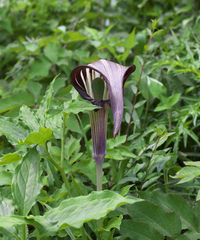 Arisaema serratum atropurpureum