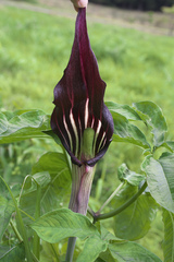 Arisaema serratum atropurpureum