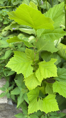 Platanus occidentalis