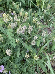 Astragalus cicer