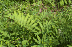 Onoclea sensibilis interrupta