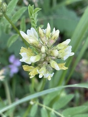 Astragalus cicer