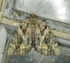 Catocala agrippina