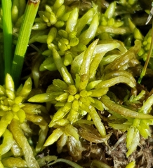 Sphagnum denticulatum