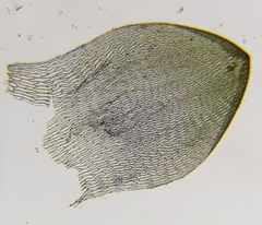 Sphagnum denticulatum
