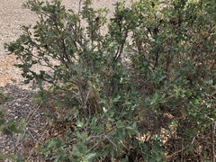 Quercus × undulata