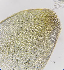 Sphagnum denticulatum