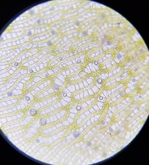 Sphagnum denticulatum