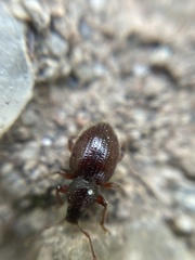 Barypeithes pellucidus