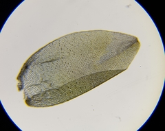 Sphagnum denticulatum