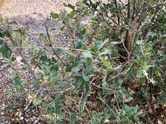 Quercus × undulata