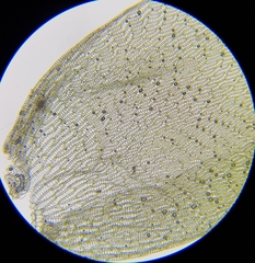 Sphagnum denticulatum