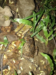 Leptodactylus validus