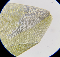 Sphagnum denticulatum