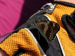 Limenitis sydyi