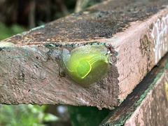 Gaeotis nigrolineata