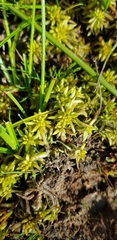 Sphagnum denticulatum