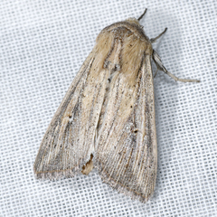 Leucania oaxacana