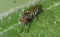 Copromyzinae