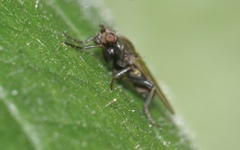 Copromyzinae