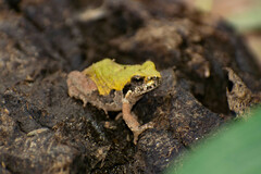 Physalaemus biligonigerus