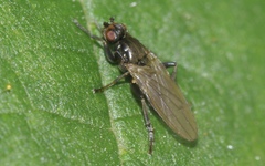 Copromyzinae