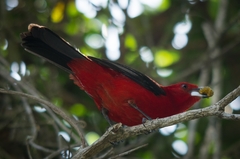 Ramphocelus bresilius