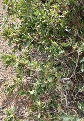 Quercus × undulata