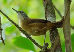 Cantorchilus longirostris