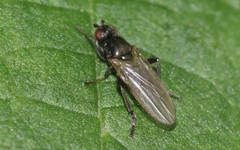 Copromyzinae