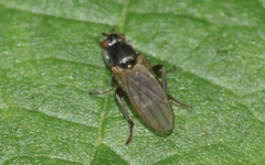 Copromyzinae