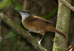 Cantorchilus longirostris