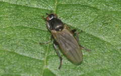 Copromyzinae