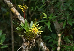 Vriesea rodigasiana