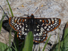 Euphydryas anicia bernadetta