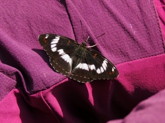 Limenitis sydyi