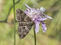 Ascotis fortunata