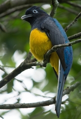 Trogon viridis