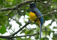 Trogon viridis