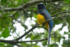Trogon viridis