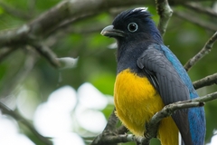 Trogon viridis