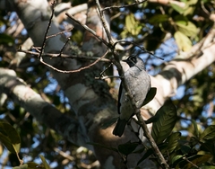 Conioptilon mcilhennyi