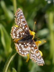 Euphydryas anicia bernadetta