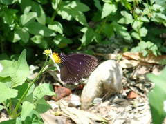 Euploea tulliolus koxinga