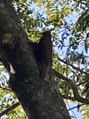 Lepidocolaptes squamatus