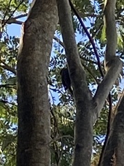 Lepidocolaptes squamatus