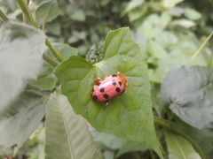 Podontia quatuordecimpunctata